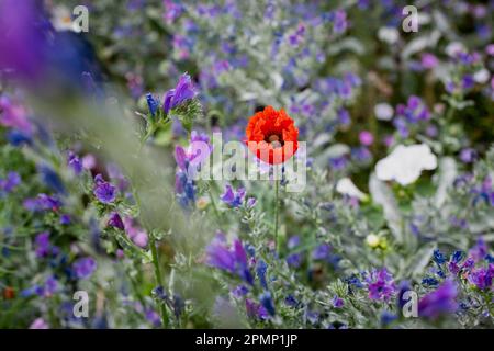 Blumen auf einer Wiese, Superblumen Stockfoto