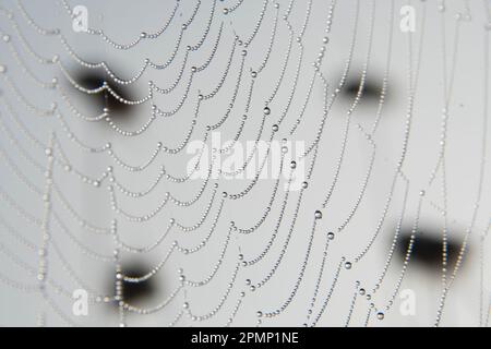 Früher Tau auf einem Spinnennetz vor weißem Hintergrund; Davis, West Virginia, Vereinigte Staaten von Amerika Stockfoto