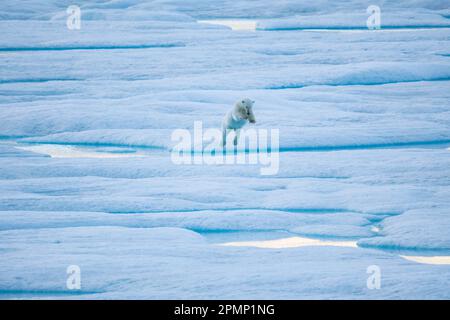 Der Eisbär (Ursus maritimus) springt am Rand des Meereises; Baffin Island, Nunavut, Kanada Stockfoto