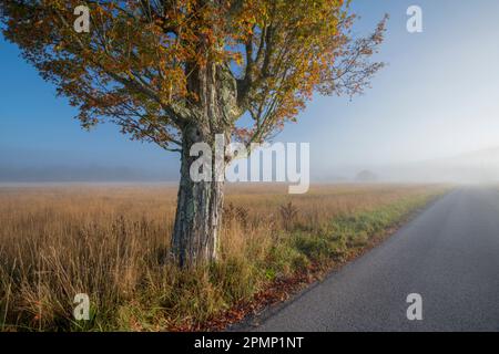 Sugar Maple (Acer saccharum) entlang einer Landstraße an einem nebeligen Herbstmorgen im Canaan Valley, West Virginia, USA Stockfoto