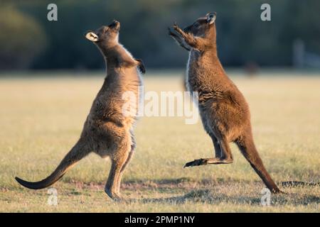 Kängurus (Macropus rufus) auf Kangaroo Island; Adelaide, South Australia, Australien Stockfoto