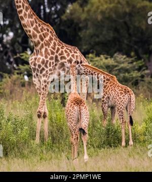 Weibliche Giraffe mit Zwillingen, was ungewöhnlich ist, in den Feuchtgebieten Okavango Delta, Botswana Stockfoto