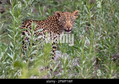 Porträt eines jungen Leoparden (Panthera pardus) im Busch; Okavango Delta, Botswana Stockfoto