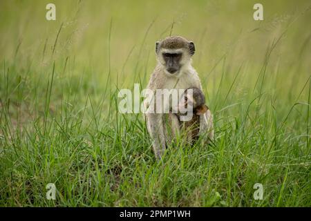 Weiblicher Vervet-Affe (Chlorocebus pygerythrus) mit Jungen während der Regenzeit; Okavango Delta, Botswana Stockfoto