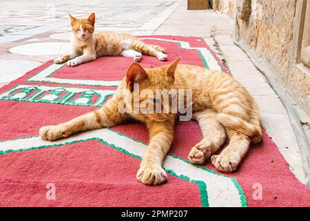 Katzen liegen auf dem Boden im Innenhof der Moschee-Madrasa von Sultan Hasan in Kairo, Ägypten Stockfoto