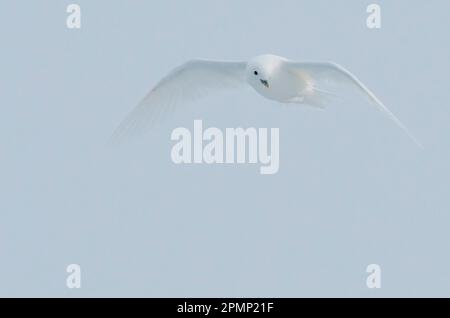 Elfenbeinmöwe (Pagophila eburnea) im Flug auf der Suche nach kleinen Kabeljaufischen und Garnelen entlang des Eisrandes; Spitzbergen, Svalbard Inseln, Norwegen Stockfoto