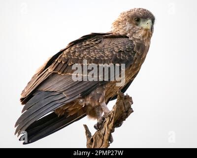 Nahaufnahme eines jungen afrikanischen Bateleur-Adlers (Terathopius ecaudatus) auf einem Zweig; Kogatende, Serengeti-Nationalpark, Tansania Stockfoto