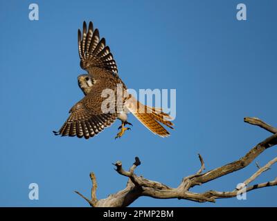 Männlicher Erwachsener amerikanischer Kestrel (Falco sparverius) nimmt Flug; Torres del Paine Nationalpark, Patagonien, Chile Stockfoto