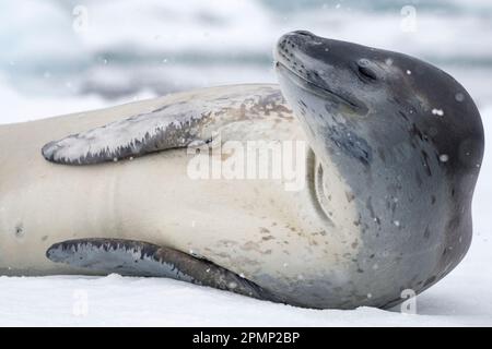 Leopardenrobbe (Hydrurga leptonyx) auf dem Eisberg; Couverville Island, Antarktis Stockfoto