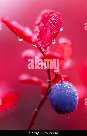 Wild Blueberry kann im Herbst geerntet werden; Alaska, Vereinigte Staaten von Amerika Stockfoto