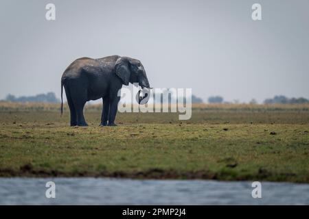 Afrikanischer Buschelefant (Loxodonta africana) weidet am Ufer des Chobe National Park; Chobe, Botswana Stockfoto