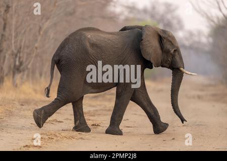 Afrikanischer Buschelefant (Loxodonta africana) verläuft über Sandwege im Chobe-Nationalpark; Chobe, Botswana Stockfoto