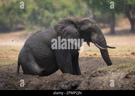 Afrikanischer Buschelefant (Loxodonta africana) sitzt in einer schlammigen Walde im Chobe-Nationalpark; Chobe, Botswana Stockfoto