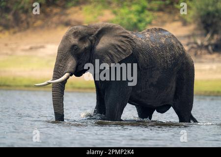 Afrikanischer Buschelefant (Loxodonta africana) weht durch einen ruhigen Fluss im Chobe Nationalpark; Chobe, Botswana Stockfoto