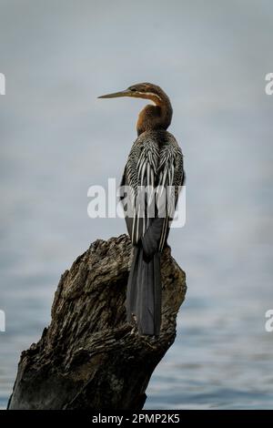 Afrikanischer Darter (Anhinga rufa) im Fluss auf dem toten Stumpf, Chobe Nationalpark; Chobe, Botswana Stockfoto