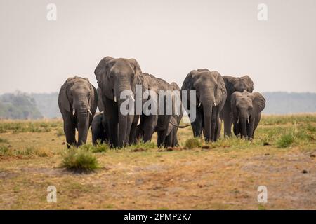 Afrikanische Buschelefanten (Loxodonta africana) nähern sich der Kamera auf der Aue im Chobe-Nationalpark; Chobe, Botswana Stockfoto