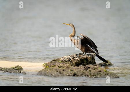 Afrikanischer Darter (Anhinga rufa) steht am Flussufer und trocknenden Flügeln im Chobe-Nationalpark; Chobe, Botswana Stockfoto