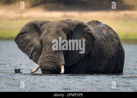Afrikanischer Elefant (Loxodonta africana) steht im Chobe-Nationalpark, Chobe, Botswana Stockfoto