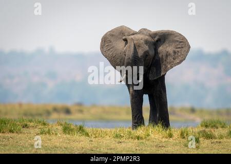 Der afrikanische Elefant (Loxodonta africana) steht am Ufer des Hubarms im Chobe National Park; Chobe, Botswana Stockfoto