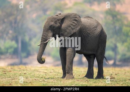 Der afrikanische Elefant (Loxodonta africana) steht im Chobe-Nationalpark, in Chobe, Botswana Stockfoto