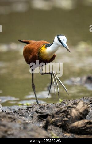 Die afrikanische Jacana (Actophilornis africanus) überquert matschige Untiefen, die im Chobe-Nationalpark in Chobe, Botswana, Fuß heben Stockfoto