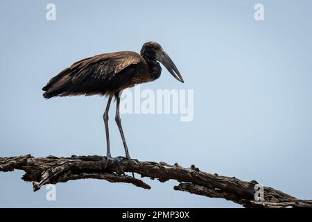 Afrikanischer Entenschnabel (Anastomus lamelligerus) auf Zweig unter blauem Himmel im Chobe-Nationalpark; Chobe, Botsuana Stockfoto