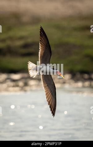 Der afrikanische Skimmer (Rynchops flavirostris) überquert den Fluss mit vertikalen Flügeln im Chobe-Nationalpark; Chobe, Botswana Stockfoto