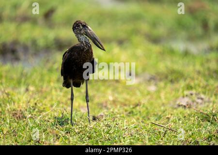 Der afrikanische Openbill (Anastomus lamelligerus) steht im Chobe-Nationalpark in Botswana im Kopf Stockfoto