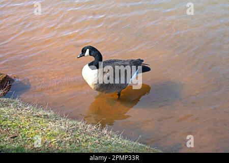 Kanadische Gans, die an einem sonnigen dayr -01 im schlammigen Wasser eines flachen Teiches schwimmen geht Stockfoto