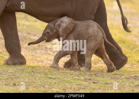 Baby African Bush Elephant (Loxodonta Africana), der neben der Mutter spaziert; Chobe, Botswana Stockfoto