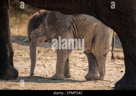 Afrikanischer Buschelefant (Loxodonta africana), der neben der Mutter im Chobe-Nationalpark steht. Sie hat graue, faltige Haut und überquert ihre Ba... Stockfoto