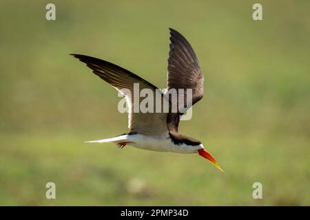Afrikanischer Skimmer (Rynchops flavirostris) fliegt über Grashebeflügeln im Chobe-Nationalpark; Chobe, Botswana Stockfoto