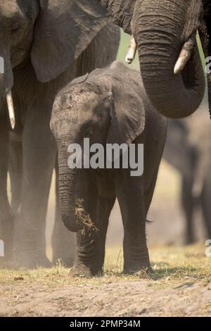 Baby African Buschelefant (Loxodonta africana) ist unter anderem im Chobe Nationalpark zu finden. Sie hat graue, faltige Haut und überkreuzt ihren Rücken ... Stockfoto