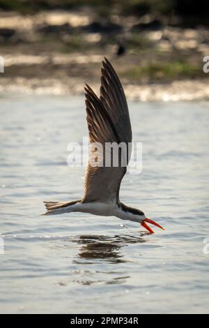 Afrikanischer Skimmer (Rynchops flavirostris) fliegt im Chobe-Nationalpark, Chobe, Botswana, Tauchen im Fluss Stockfoto