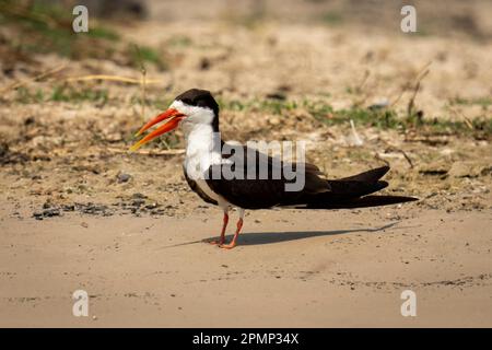 Afrikanischer Skimmer (Rynchops flavirostris) am Sandstrand bei Sonnenschein im Chobe Nationalpark; Chobe, Botswana Stockfoto