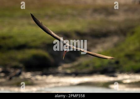 Afrikanischer Skimmer (Rynchops flavirostris) gleitet über den Fluss, der sich im Chobe-Nationalpark öffnet; Chobe, Botswana Stockfoto