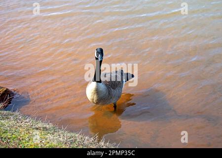 Kanadische Gans, die an einem sonnigen Tag im schlammigen Wasser eines flachen Teiches schwimmen -02 Stockfoto