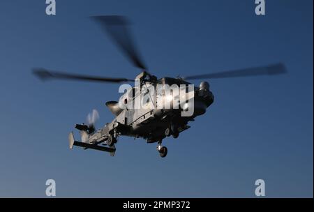 Royal Navy Wildcat HMA 2 Hubschrauber von 815 Naval Air Squadron, die Hubschrauber zur Verfügung stellt (kleine Schiffe Flüge) für Fregatten und Zerstörer Stockfoto