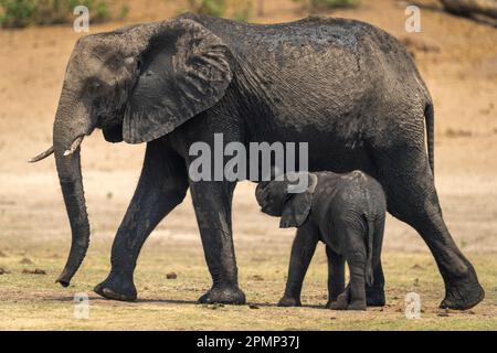 Baby African Bush Elephant (Loxodonta Africana) versucht, an der Mutter zu säugen; Chobe, Botswana Stockfoto