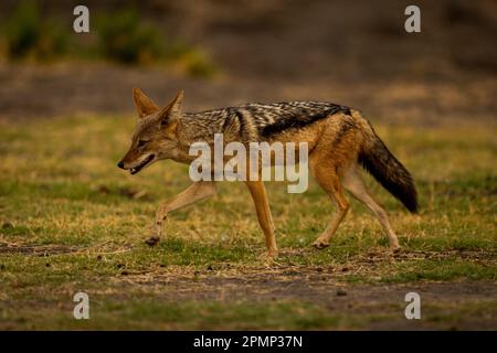 Der Schakal mit schwarzem Rücken (Lupulella mesomelas) überquert den grasbewachsenen, Ebenen Hebevorstand im Chobe-Nationalpark; Chobe, Botswana Stockfoto