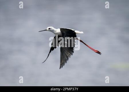 Die Schwarzflügelstelze (Himantopus himantopus) fliegt im Chobe-Nationalpark in Chobe, Botswana, über den Fluss Stockfoto
