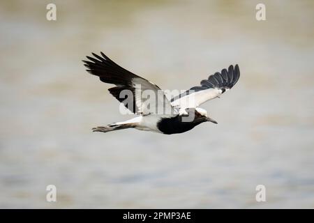 Der Schmied Lapwing (Vanellus armatus) fliegt über dem Fluss und hebt Flügel im Chobe National Park; Chobe, Botswana Stockfoto