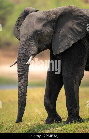 Nahaufnahme des afrikanischen Buschelefanten (Loxodonta africana) am grasbewachsenen Flussufer im Chobe-Nationalpark; Chobe, Botswana Stockfoto