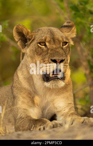 Nahaufnahme der Löwin (Panthera leo), die mit offenem Mund im Chobe National Park liegt; Chobe, Botswana Stockfoto