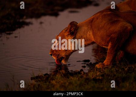 Nahaufnahme der Löwin (Panthera leo), die aus dem flachen Fluss im Chobe Nationalpark trinkt; Chobe, Botswana Stockfoto