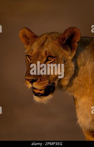 Nahaufnahme der Löwin (Panthera leo) mit Öffnung des Katchlight im Chobe Nationalpark; Chobe, Botswana Stockfoto