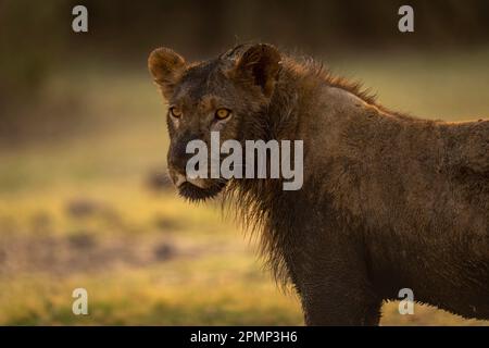 Nahaufnahme des schlammbedeckten jungen männlichen Löwen (Panthera leo), der im Chobe-Nationalpark steht; Chobe, Botswana Stockfoto