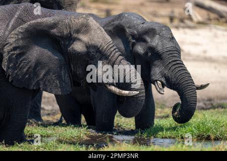 Nahaufnahme zweier afrikanischer Elefanten (Loxodonta africana) beim Grasfressen im Chobe-Nationalpark; Chobe, Botswana Stockfoto