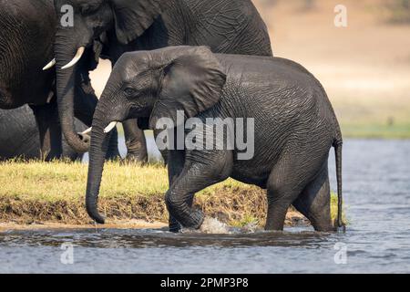 Weibliche afrikanische Buschelefanten (Loxodonta africana) waten durch die Untiefen im Chobe National Park; Chobe, Botswana Stockfoto