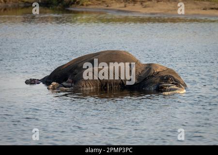 Der tote afrikanische Buschelefant (Loxodonta africana) liegt im Chobe-Nationalpark in Botswana Stockfoto